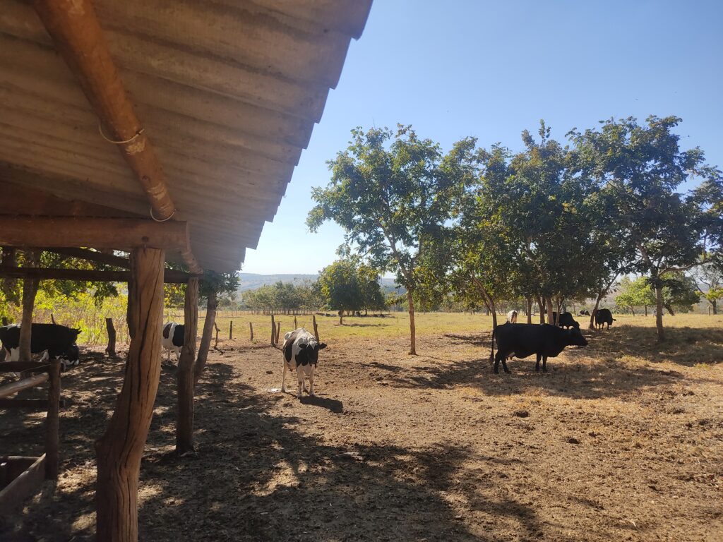 Propriedade com Recuperação de Pastagem Degradada e Integração Lavoura-Pecuária no Projeto Rural Sustentável - Cerrado, em Buritizinho, Goiás. Essa é uma das tecnologias apoiadas para contenção do desmatamento e da degradação ambiental no bioma